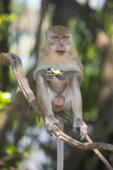 Naklejka na ściany i meble Portrait of macaque monkey in thailand