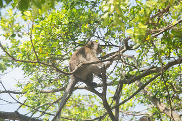 Portrait of macaque monkey in thailand
