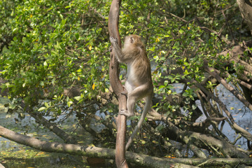 Portrait of macaque monkey in thailand