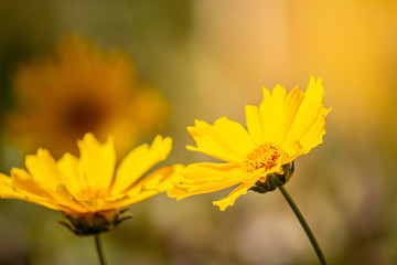 Yellow Flower with Blurred Background