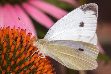 Small White (Pieris rapae)