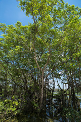 Portrait of macaque monkey in thailand