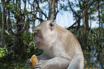 Portrait of macaque monkey in thailand