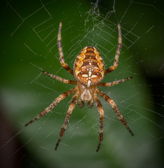 Cross Orb-Weaver (Araneus diadematus)