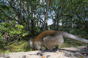 monkey in thailand
