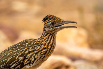 Greater Roadrunner Portrait