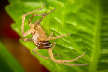 Sac Spider on leaf (Clubiona trivialis)