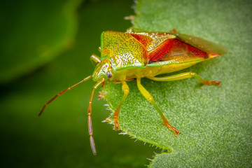 Birch Shield Bug