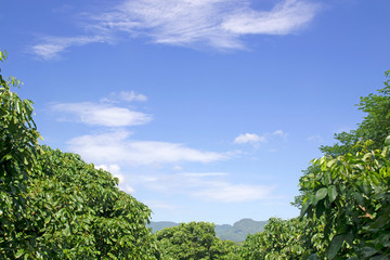 Obraz premium Green trees and blue sky