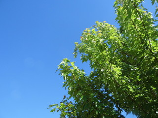 Arbre sur fond de ciel