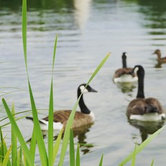 ducks in pond