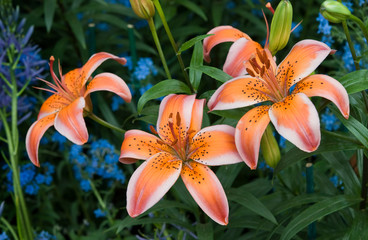 Asiatic Hybrid Lily - Lilium “Electric”