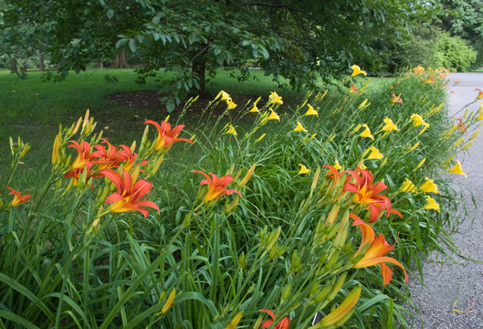 Daylily border with Hemerocallis “Poinsettia in foreground