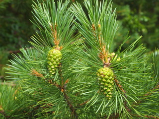 Closeup young green pine cones. Two cones hang on a pine branch.