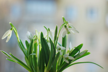 snowdrops on the window. 