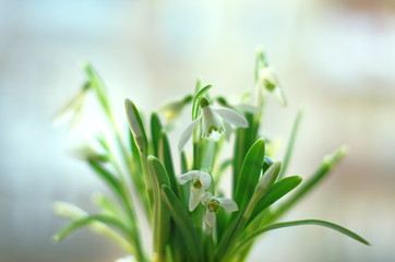 snowdrops on the window. 