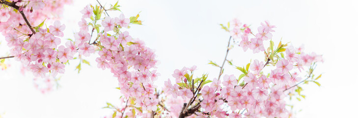 満開の河津桜 白背景 クロースアップ パノラマ