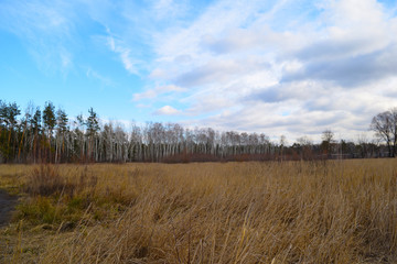 View across a dry field to the forest dark in the distance.