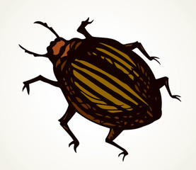 Colorado beetle. Vector drawing bug