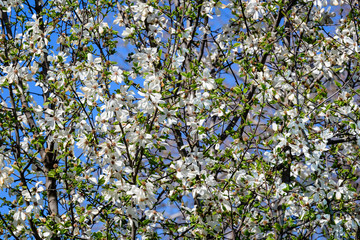 Close up of many delicate white magnolia flowers in full bloom on a branch in a garden in a sunny spring day, beautiful outdoor floral background