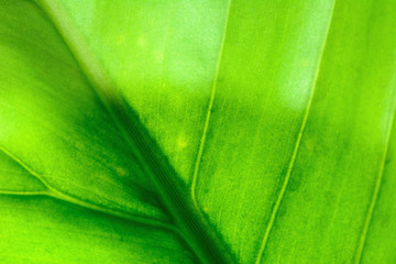 Closeup green leaf texture with nature background.