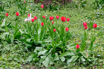 Close up of many delicate red tulips in full bloom in a sunny spring garden, beautiful  outdoor floral background