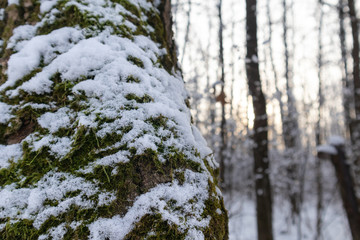 Fototapeta premium Snow on green moss tree forest on white winter day