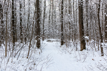Snow weather forest on white sunny winter mood day