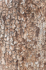 Texture tree bark closeup.