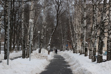 road in winter forest