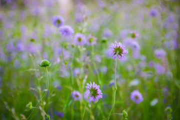 Fototapeta premium flower
