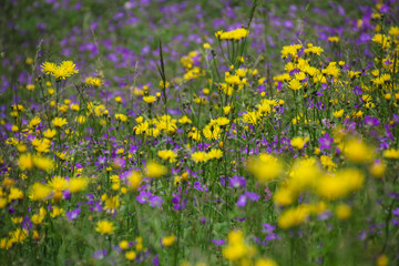 Obraz premium yellow flowers