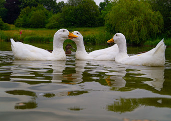 Large White Aylesbury Pekin Peking Duck Goose Low level water view with white plumage and yellow beaks and bills group flock photo