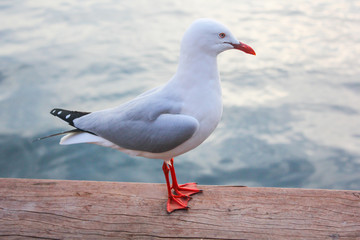 Seagull