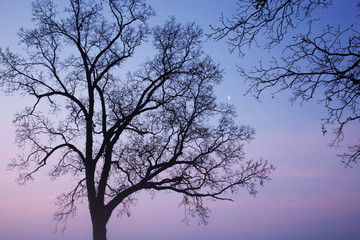 Winter landscape of bare tree silhouetted against blue and pink sky with crescent moon at dawn, Michigan, USA