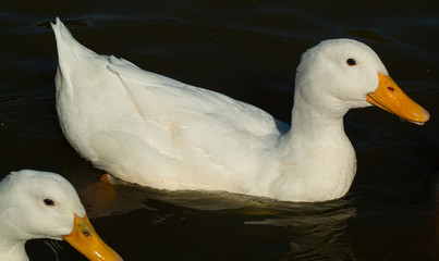 Large White Aylesbury Pekin Peking Duck Goose Low level water view with white plumage and yellow beaks and bills group flock photo
