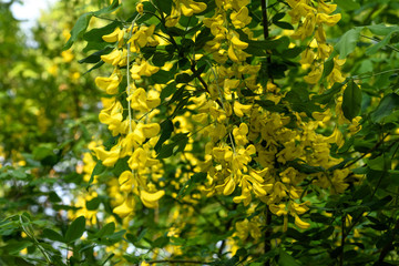 Tree with yellow flowers of Laburnum anagyroides, the common laburnum, golden chain or golden rain, in full bloom in a sunny spring garden, beautiful outdoor floral background