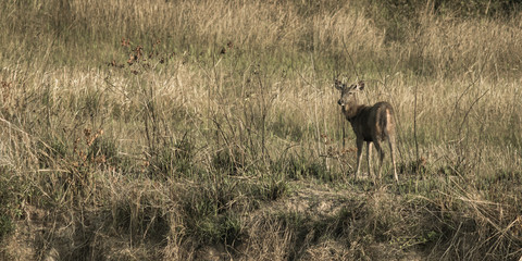 The sambar deer