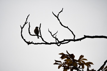 A silhouette of a  sparrow sitting on a branch of a tree 