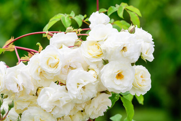 Large green bush with fresh delicate white roses and green leaves in a garden in a sunny summer day, beautiful outdoor floral background