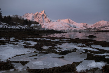 Winter photo of pink sunrise which is touching steep mountains. Located in Ballstad town in Lofoten islands. Seaweed and ice in foreground.