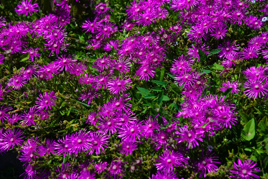 Lampranthus - Fleurs violettes dans les bois