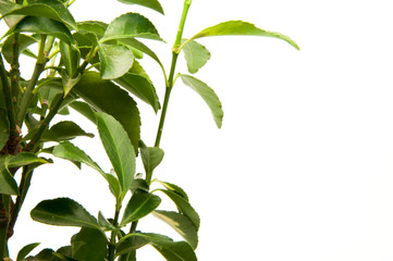 Fototapeta na wymiar Green plants on a white background. Frame of leaflets.