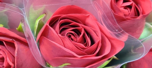 pink rose on white background