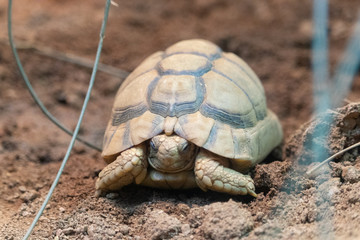 tortoise
