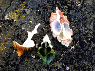 Broken seashells with exposed spiral internal structure © Creative Endeavors