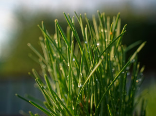 needles of a young Christmas tree in summer, close-up