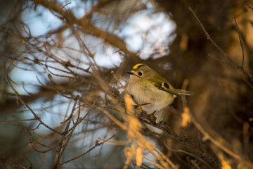 Kinglet on a branch