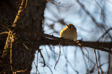 Kinglet on a branch