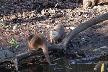 Asian small-clawed otter 